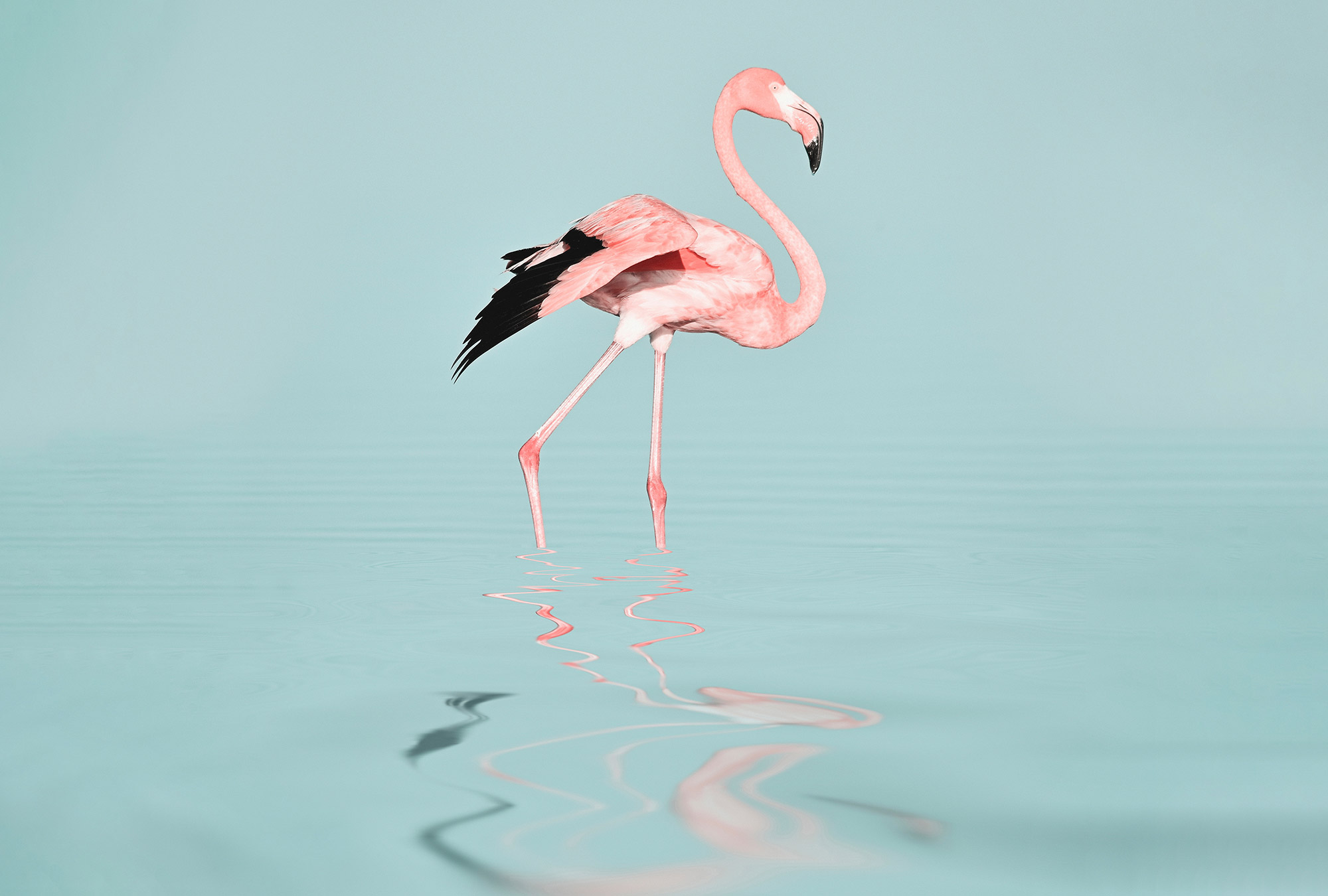 AS Fototapete ARTist Flamingo DD119685