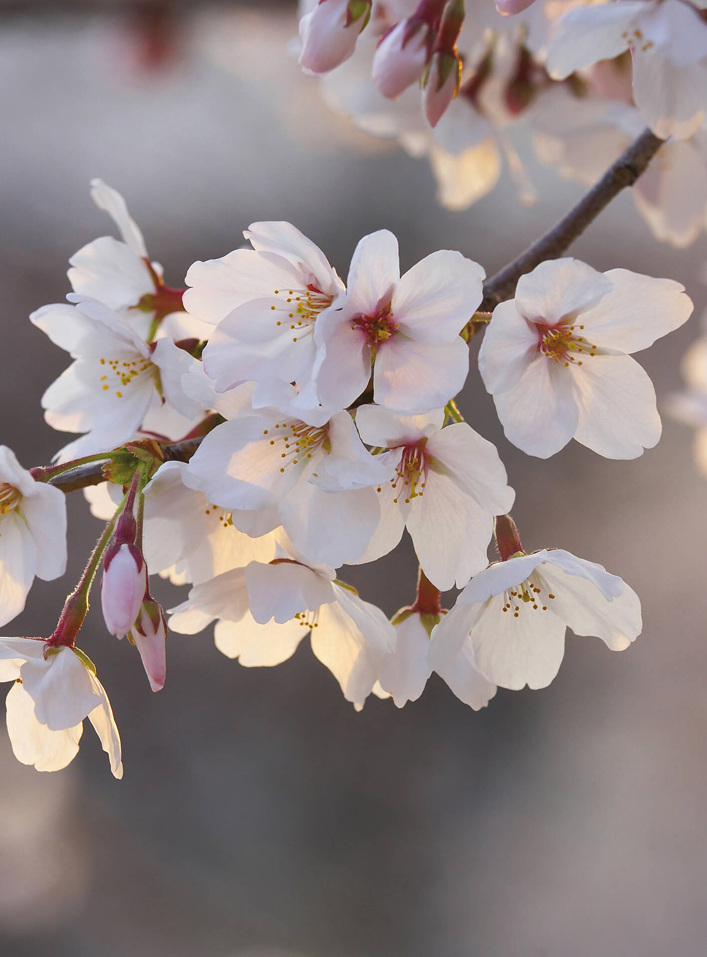 AS Fototapete Designwalls 2.0 Cherry Blossoms DD119174