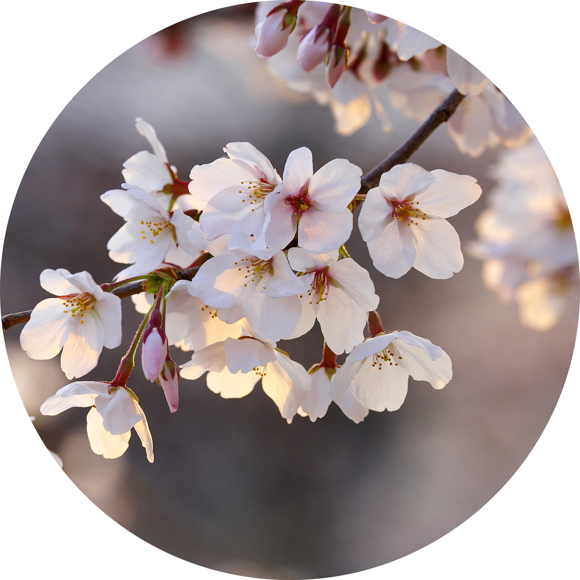 AS Fototapete Designwalls 2.0 Cherry Blossoms DD119202