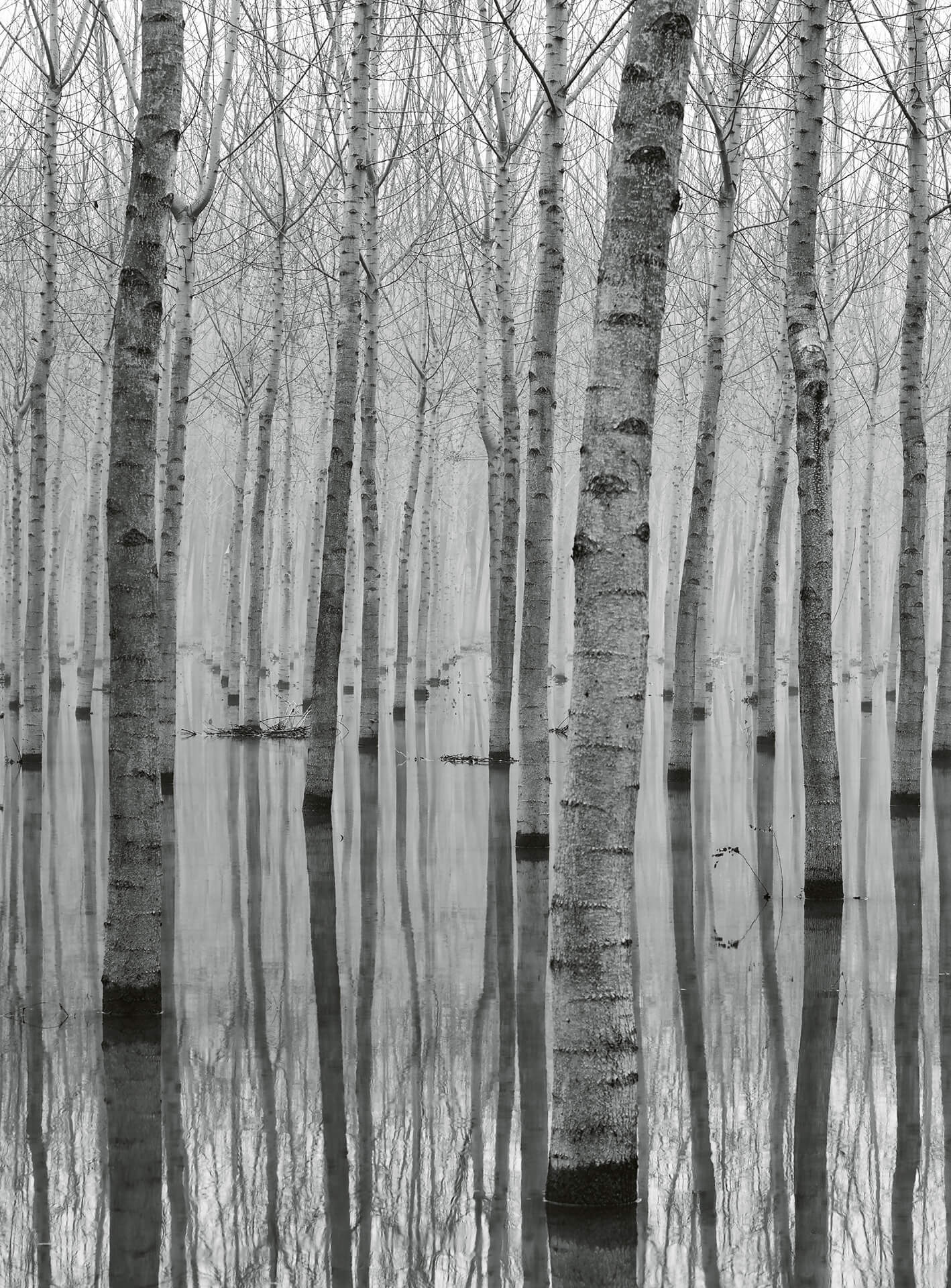 AS Fototapete Designwalls 2.0 Birch Forest In The Water DD11