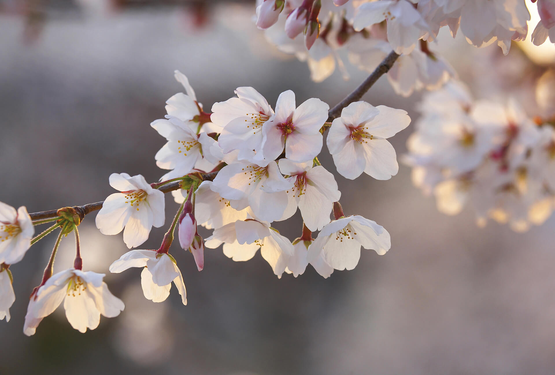 AS Fototapete Designwalls 2.0 Cherry Blossoms DD119047